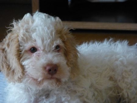 Lagotto Romagnolo Welpe, 12 Wochen